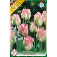 Lalele/ Tulipa viridiflora Groenland (10buc)