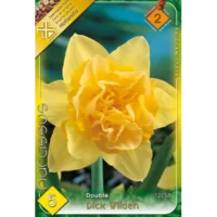 Narcise/ Narcissus Dick Wilden (5buc)