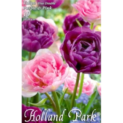 Bucurați-vă de frumusețea și eleganța florilor Tulipa duo double Purple&Pink. Comandați acum și dați farmec grădinii dvs! 🌸