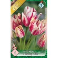 Tulipa multiflowered Flaming Club această lalea este ideală pentru borduri, grădini de primăvară, ghivece și aranjamente florale. Comandă acum! 🌻
