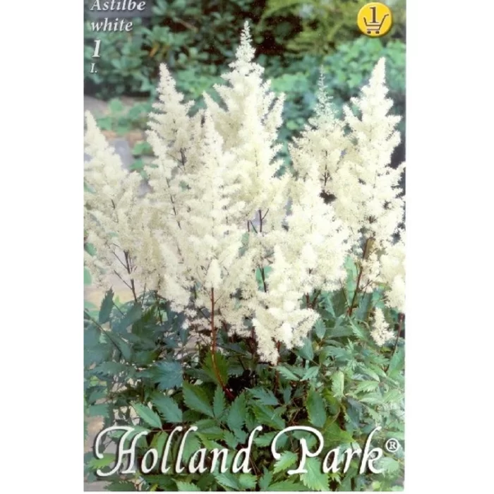 Astilbe white este, de asemenea, decorativ, cu frunze compuse care pot varia în formă și textură, de la frunze fine și până la frunze mai late. 🌼🛒