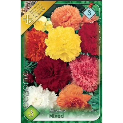 Inflorescențele Begonia fimbriata mix sunt alcătuite din flori mici, delicate, care pot fi de culori roz, alb, roșu și portocaliu. 🌸🛒