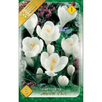Crocus Jeanne D'arc este apreciată pentru frumusețea sa simplă și elegantă, aducând o notă de puritate și prospețime în orice grădină. 🌼