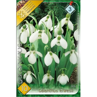 Pregătiți-vă grădina pentru primăvară cu Galanthus elwesii. Comandați acum bulbii noștri de cea mai bună calitate și bucurați-vă de o explozie de flori.