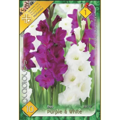 Cultivați nuanțele delicate de violet și alb în grădina dvs. cu Gladiolus Duo Purple & White. Comandați acum și adăugați un strop de culoare! 🌸