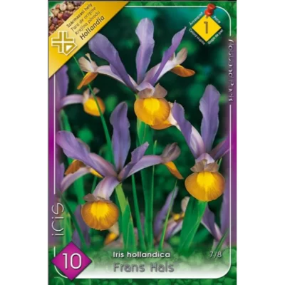 Adaugă un strop de culoare și frumusețe în grădina ta cu Iris hollandica Frans Hals! Florile vibrante te vor cuceri. Alege calitatea!🌸
