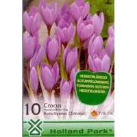 Crocus kotschyanus-florile au o culoare fină de lila deschis, cu accente de mov sau violet.Nu rata si comandă acum bulbii noștri! 🌼
