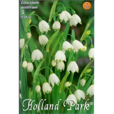 Descoperă frumusețea Leucojum aestivum, o floare de primăvară cu o înălțime de 40-60 cm. Plantează-o în septembrie-noiembrie sau martie-aprilie. 🌸