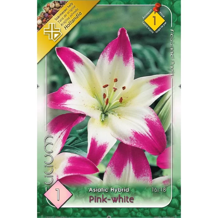 Lilium Asiatic Pink-White (1 buc) - imagine 1
