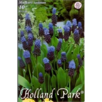 Muscari latifolium (10buc)