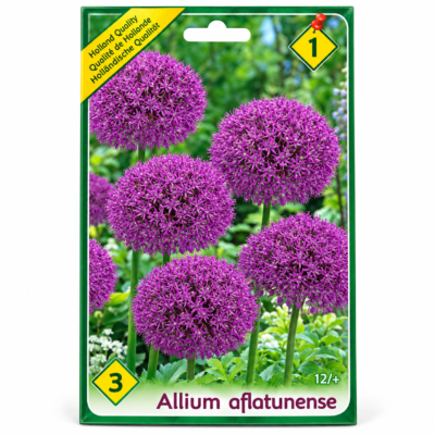 Allium Aflatunense (3buc)