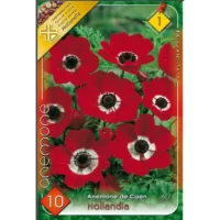 👉️ Anemone de Caen Hollandia preferă soluri bine drenate și expunere la soare parțial sau la umbră ușoară.Comandă acum! 🌹🛒