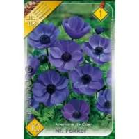 👉️ Anemone de Caen Mr.Fokker produc tulpini înalte, de obicei de aproximativ 30-40 de centimetri, și poartă flori simple sau duble. 🌸🛒