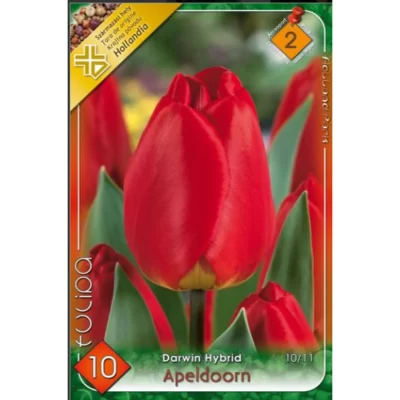 Lalele/Tulipa darwin hybrid Apeldoorn (10buc)
