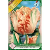 Tulipa Apricot Parrot această lalea este ideală pentru borduri, grădini de primăvară, ghivece și aranjamente florale.Comandă acum! 🌸