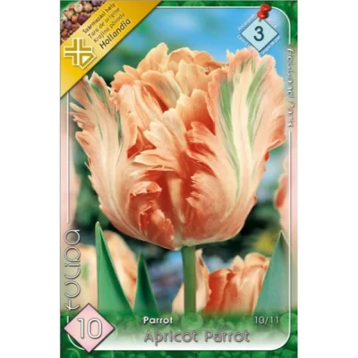 Tulipa Apricot Parrot această lalea este ideală pentru borduri, grădini de primăvară, ghivece și aranjamente florale.Comandă acum! 🌸