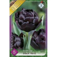 Lalele/Tulipa double late Black Hero (5buc)