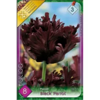 Tulipa Black Parrot această lalea este ideală pentru borduri, grădini de primăvară, ghivece și aranjamente florale. Comandă acum! 🌿