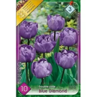 Lalele/Tulipa double late Blue Diamond (10buc)