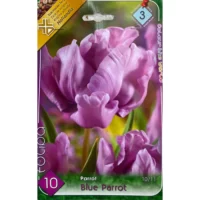 Lalele/ Tulipa parrot Blue Parrot (10buc)