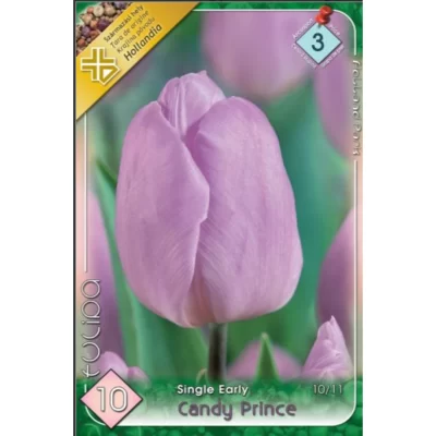 Tulipa single early Candy Prince această lalea este perfectă pentru borduri, grădini de primăvară, ghivece sau aranjamente florale.Comandă acum!🌷