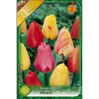 Lalele/Tulipa darwin hybrid mixed (10buc)