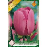 Lalele/ Tulipa triumph Don Quichotte (10buc)