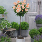 Decorați grădina și terasa cu un trandafir tip pomișor portocaliu deschis la ghiveci. O floare ușor de întreținut cu o floare spectaculoasă! 🛒💐