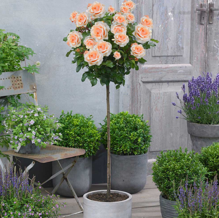 Decorați grădina și terasa cu un trandafir tip pomișor portocaliu deschis la ghiveci. O floare ușor de întreținut cu o floare spectaculoasă! 🛒💐