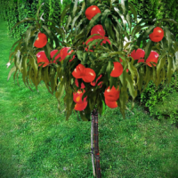 Bucură-te de fructe delicioase și dulci cu nectarin pitic cu port înalt. Un sistem radicular bogat și o aromă deosebită! 🍑🛒