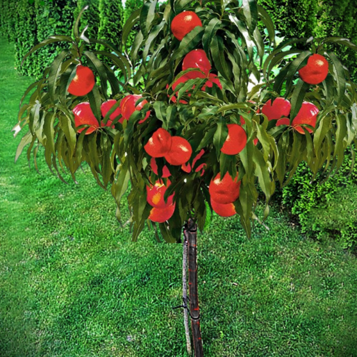 Nectarin pitic cu port înalt - Fructe dulci și aromate 🍑 Bucură-te de fructe delicioase și dulci cu nectarin pitic cu port înalt. Un sistem radicular bogat și o aromă deosebită! 🍑🛒