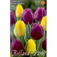 Lalele/Tulipa duo Purple-Yellow (10buc)