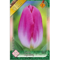 Lalele/ Tulipa triumph Dynasty (10buc)
