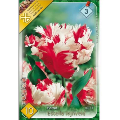 👉️Tulipa parrot Estella Rijnveld această lalea este ideală pentru borduri, grădini de primăvară, ghivece și aranjamente florale.Nu rata și comandă acum! 🌸