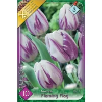 Lalele/ Tulipa triumph Flaming Flag (10buc)