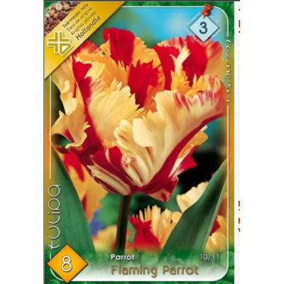 Tulipa Flaming Parrot această lalea este ideală pentru borduri, grădini de primăvară, ghivece și aranjamente florale.Comandă acuma! 🌸