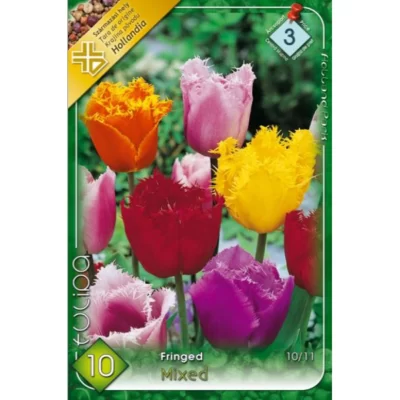 Descoperă frumoasa gamă de flori de toamnă Tulipa fringed Crispa mixed. Cu înălțimea de 40-60 cm, aceste flori îți vor încânta grădina. 🌸