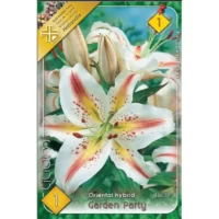 Lilium Oriental Garden Party (1 buc)
