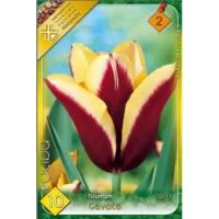 Lalele/ Tulipa triumph Gavota (10buc)