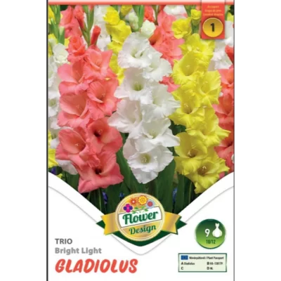 Adaugă un strop de lumină în grădina ta cu trandafirii Gladiolus Trio Bright Light! Culoare magnifică și înălțime impresionantă. 🌸