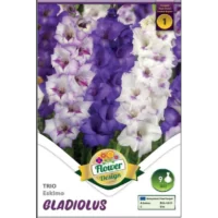 Adăugați un strop de eleganță grădinii dvs. cu Gladiolus Trio Eskimo. Longevive și pline de culoare! Înfloresc în aprilie-mai și iulie-septembrie. 🌸