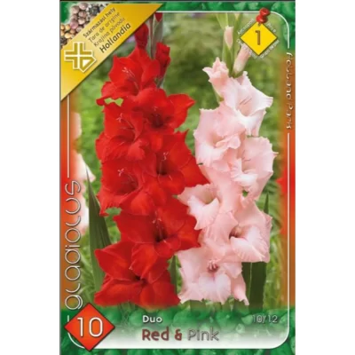 Admiră frumusețea Gladiolus Duo Red & Pink în grădina ta! Oferă o explozie de culori în perioadele Aprilie-Mai și Iulie-Septembrie. Cumpără acum! 🌸