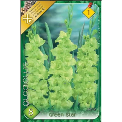 Gladiolus Green Star - floarea perfectă pentru grădina ta. Înălțime de 60 cm și flori impresionante, adaugă eleganță pe tot parcursul anului 🌺