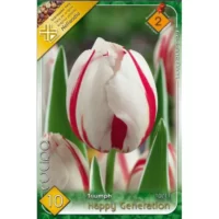 Lalele/ Tulipa triumph Happy Generation (10buc)