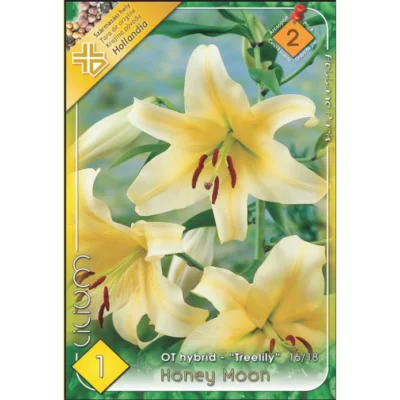 Pregătește-ți grădina pentru vara perfectă cu Lilium Honeymoon. Alege acesti crini deosebiți pentru o explozie de culoare și parfum. 🌼