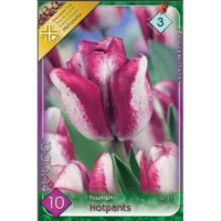 Lalele/ Tulipa triumph Hotpants (10buc)