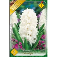 Zambile / Hyacinthus Carnegie (3buc)