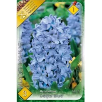 Zambile / Hyacinthus Delfts Blue (3buc)