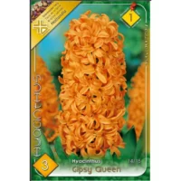 Zambile / Hyacinthus Gipsy Queen (3buc)