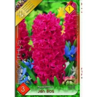 Zambile / Hyacinthus Jan Bos (3buc)
